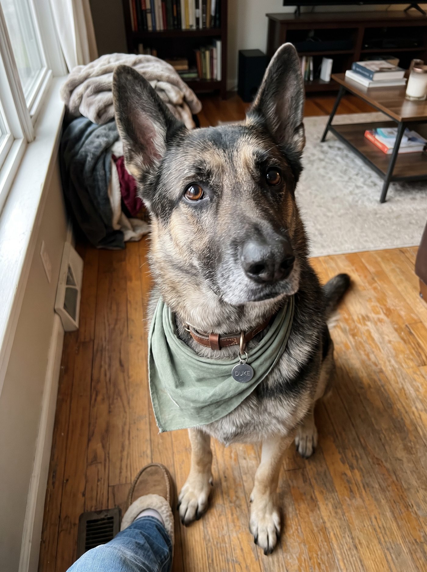 duke, our german shepherd, sitting at our feet